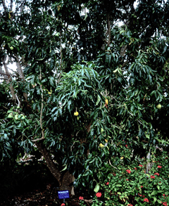 Casimiroa edulis White Sapote, Mexican Apple